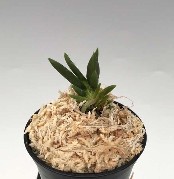 c894efdc-5a5a-4a74-996b-7e63dd363666