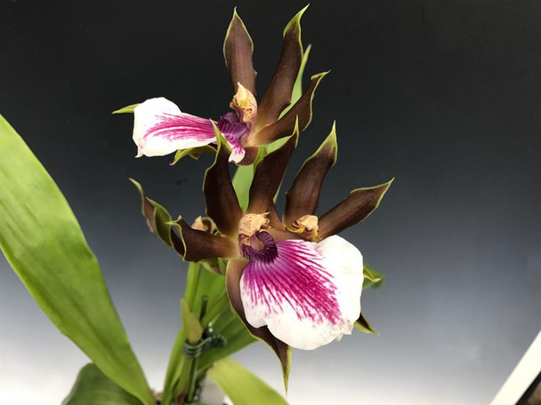 e02157a1-a063-4014-a2fb-2a486add91c5