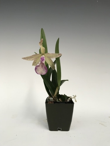 Brassavola nodosa x Blc. Sunspots - OrchidWeb