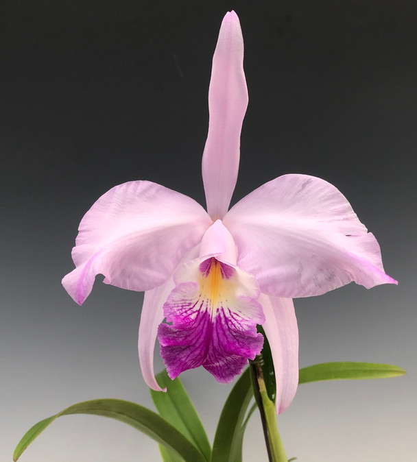 Rlc. Vicky Gold 'Forever Sixteen' (Rlc. Waikiki Gold x Rlc. Vicky