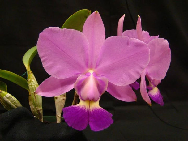 f79e4c1b-a939-4b40-b1e2-a961ec96462a