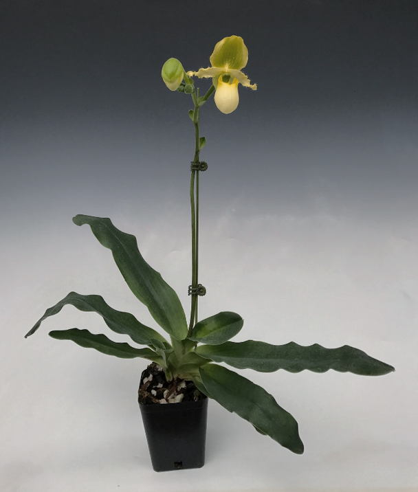 Paph. Pinocchio 'Cupping' x Paph. primulinum alba 'Super' - OrchidWeb