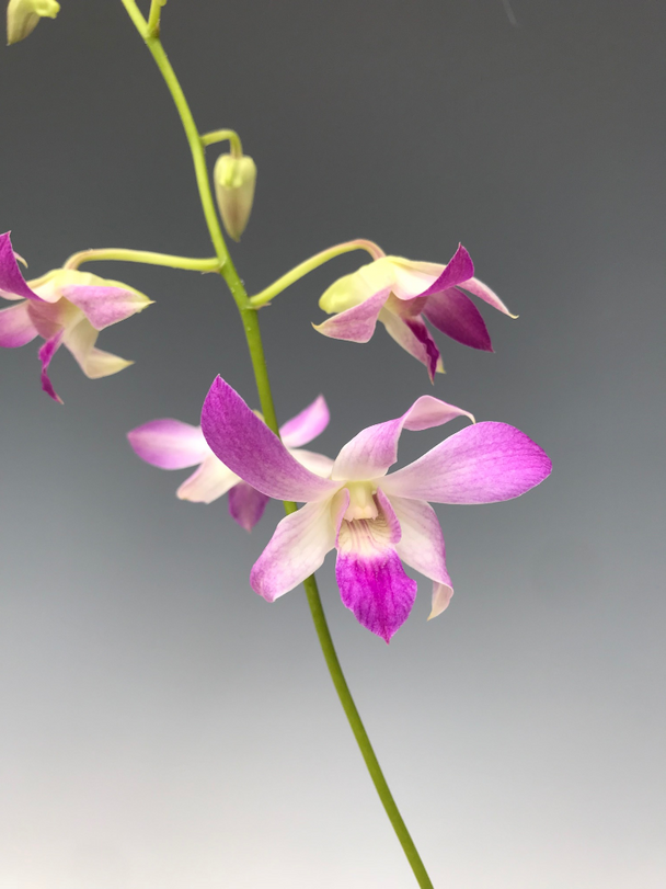 Dendrobium Jaquelyn Thomas 'Uniwai Supreme' (gouldii x