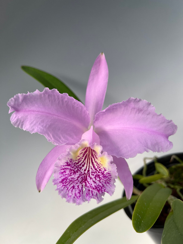 a125c724-4a99-423f-baeb-22e851933b5c