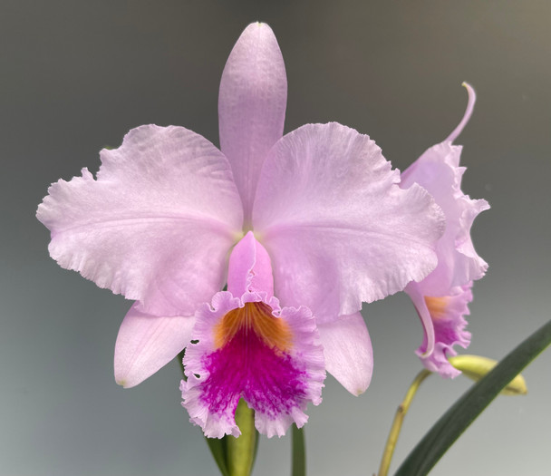 希少！フラワーアメジスト フラワーアメジスト | Kamoku［カモク］インテリア天然石・鉱物の