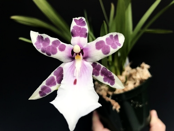 095d2d70-7d57-4119-95bd-fbca451dc39b