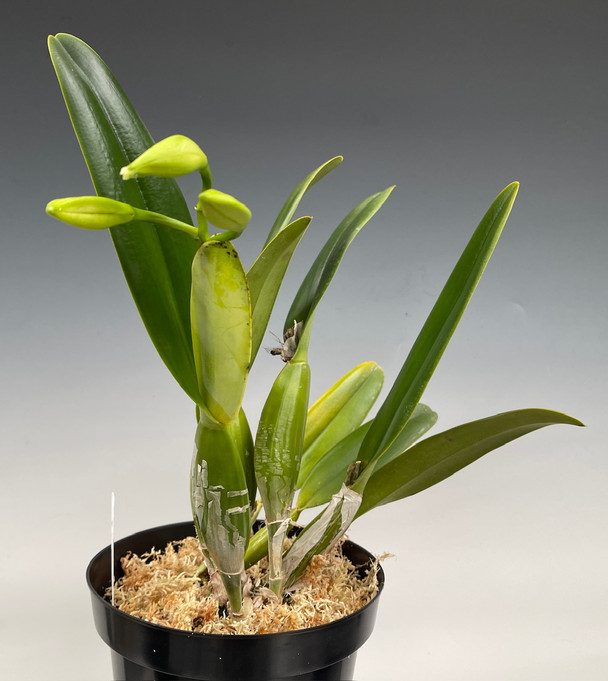 Cattleya percivaliana albescens 'Sonja de Urbano' AM/AOS - OrchidWeb