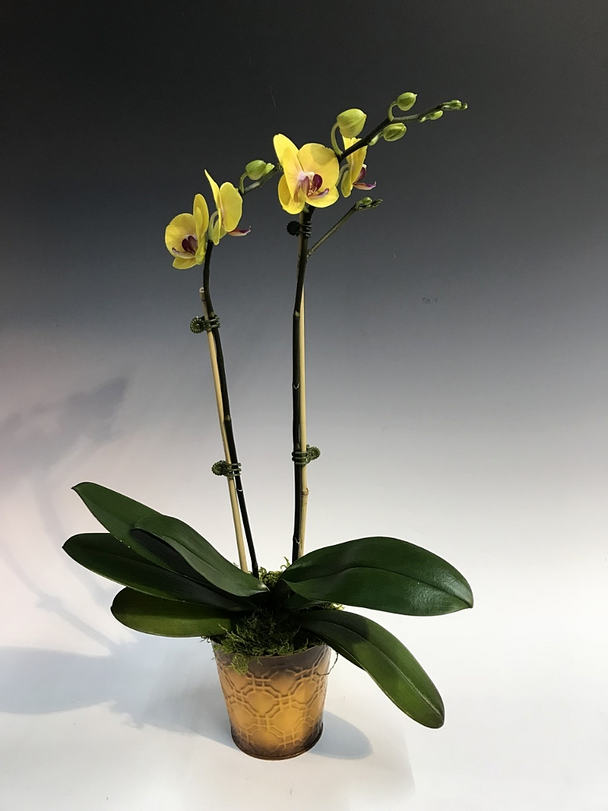 5c516565-1513-40b3-aac0-6acc89372326