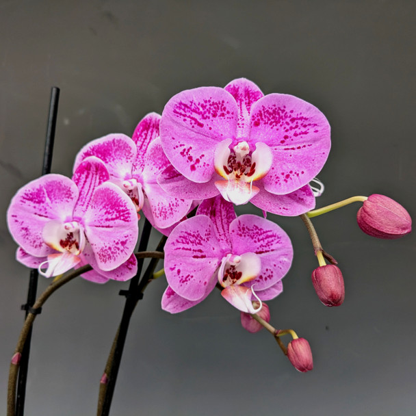 7ac23c19-9560-49f4-8ca9-6648e9843b01