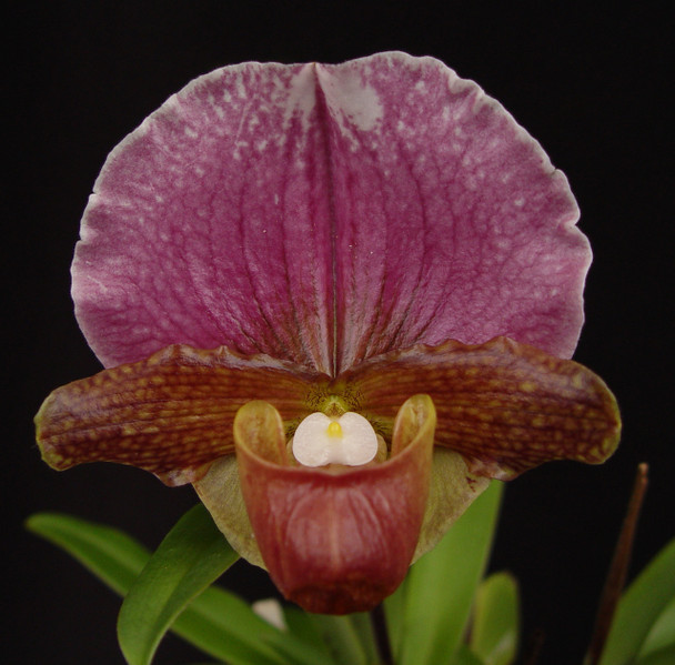 0ccbc07f-0a98-4aaf-8158-9cedc3b65aa1