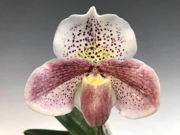 58a77ac4-d514-4ae9-8c93-73c331849fba