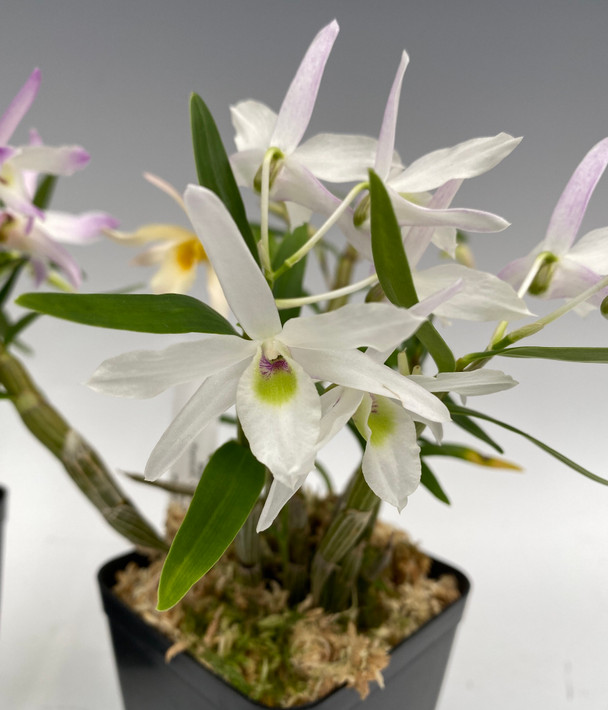 3286e0d5-e465-4654-85af-f956a0280147