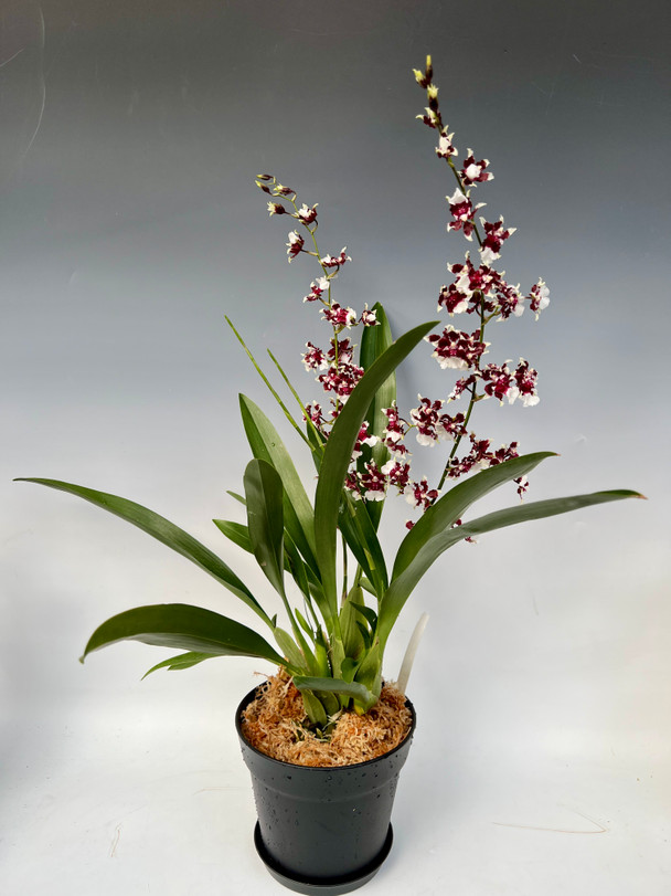 376af8c9-e9e1-4c48-b2af-413e0b2b69a0