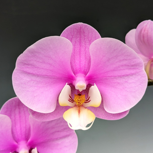 Phal. Taisuco Anna - SPIKE INITIATED