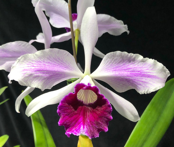 BRAZILIAN ORCHIDS 蘭の王国 Laelia purpurata Laelia purpurata var. carnea - OrchidWeb