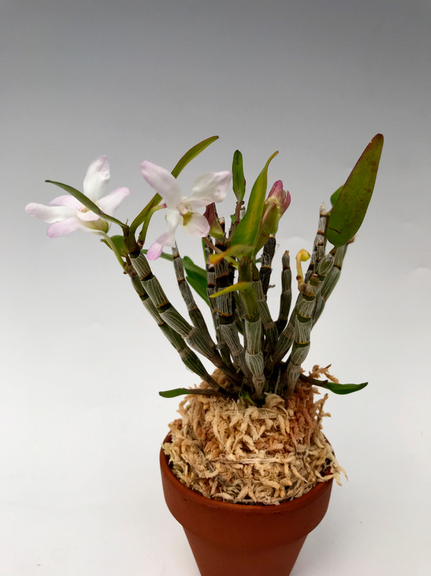 fb926a60-dbd6-4fd1-aeca-cc5ee4560205