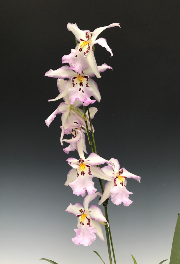 Bllra. Ysabella 'Lunar Eclipse'