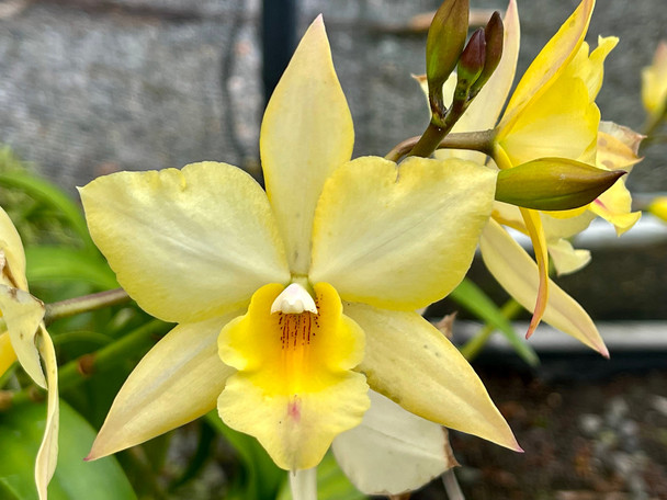 B. nodosa x Rlc. Yen Corona 'Green Genie' - OrchidWeb