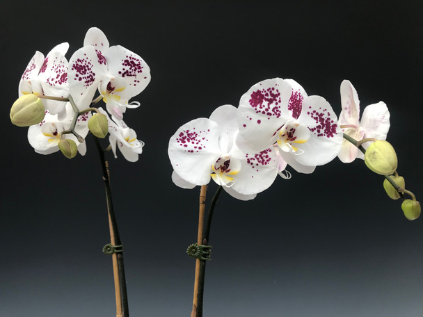 ca253aa5-dc6d-4471-b005-7abbd6371f6f