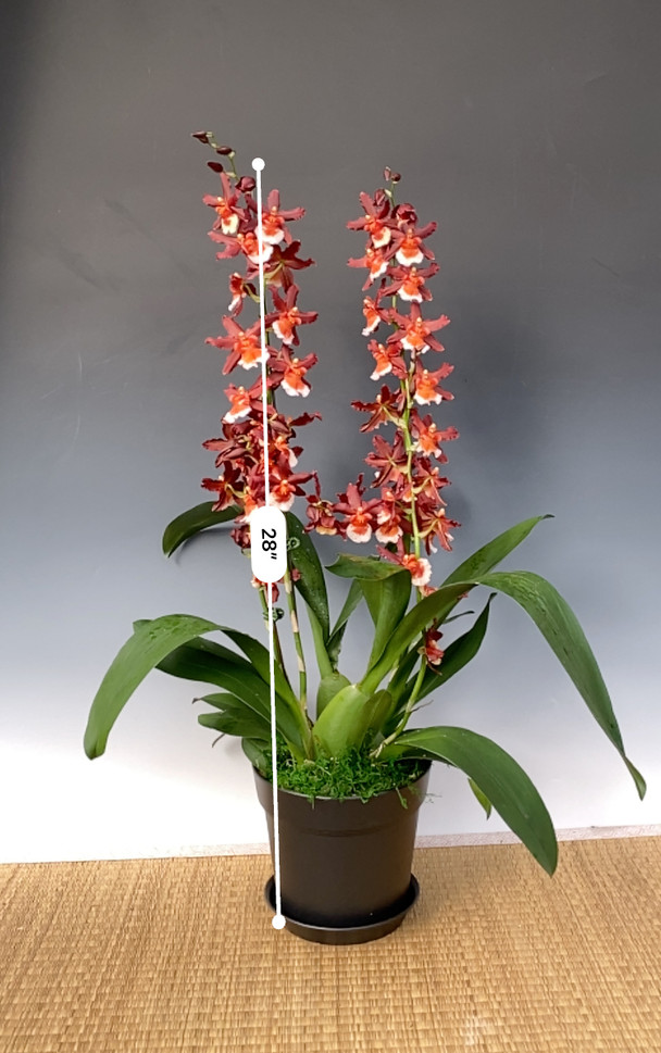 Oncostele Hilo Firecracker 'New Year' (Catatante x Aloha Sparks