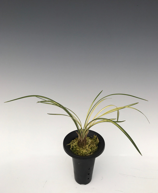 509e8a36-59c8-4687-9682-71ea3cba4461