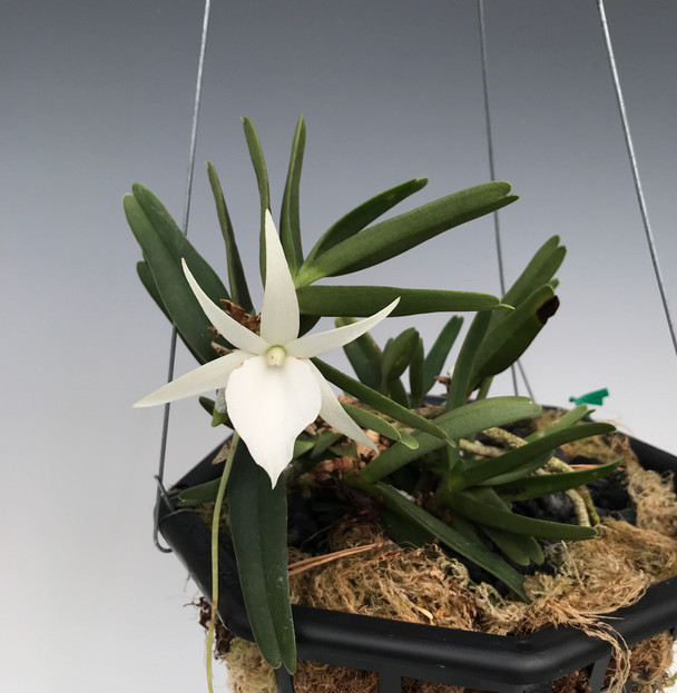 155c2978-9b2b-4546-b260-2ea11777430a