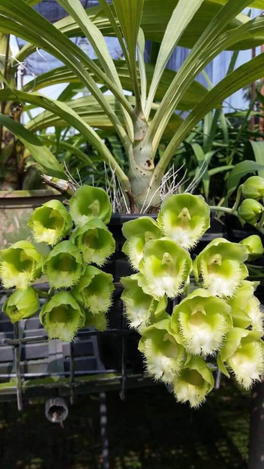 Clowesetum Rebecca Express 'M' (Clowesia Rebecca Northen x