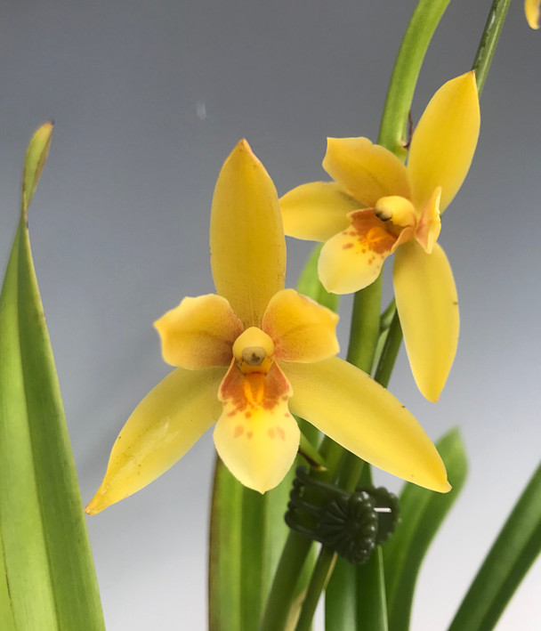 66c2e451-63b5-4a90-9ab9-adc7eeb499bc