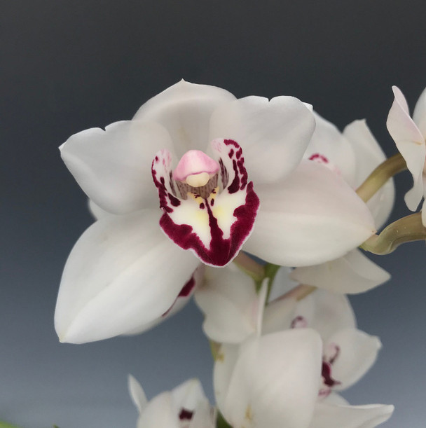 e48f577b-e0eb-46c3-a934-abf75ea5e2b4