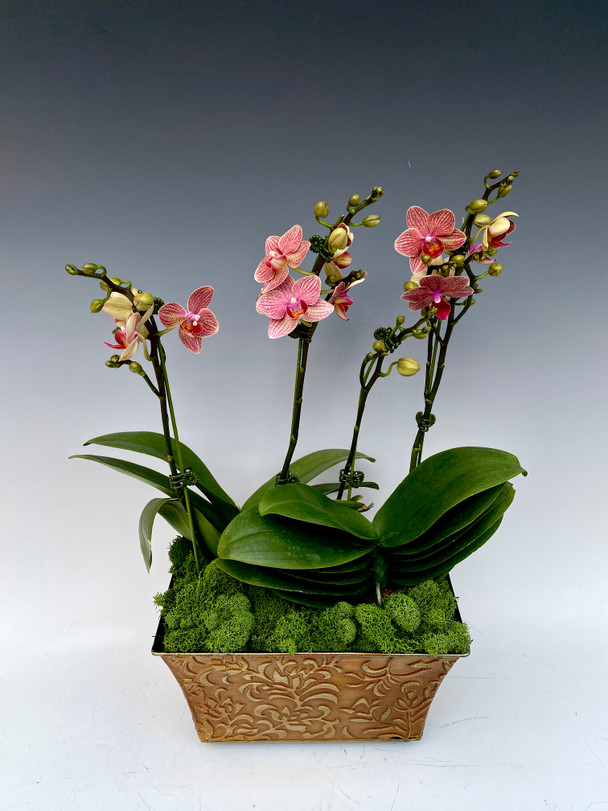 2579c75c-04cd-4dee-821b-7b66cf4b54d0