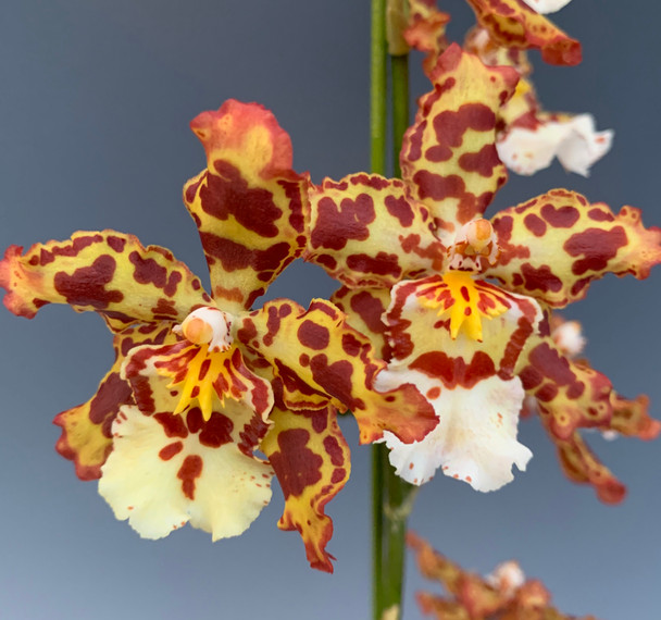 eb6ab930-f931-47ca-93f8-1c9e40d54692