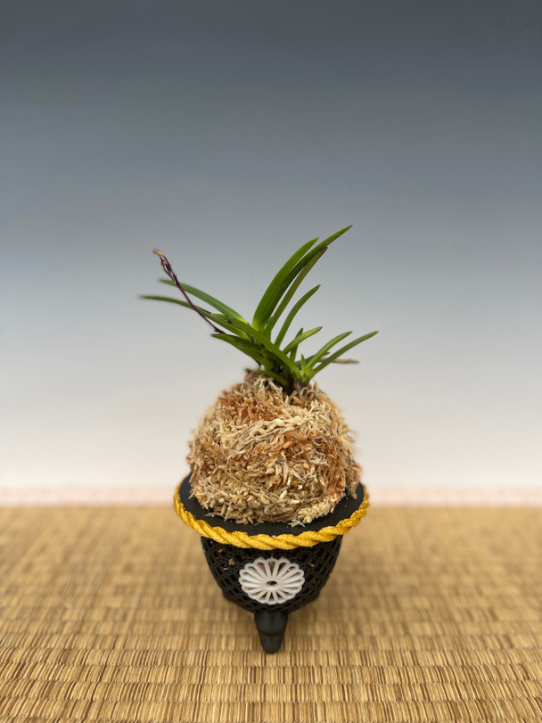 Neofinetia falcata 'Hanakanzashi' 花簪 - Individual Listing