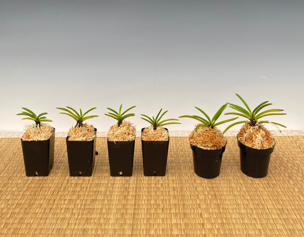 CraftA 花梨瘤 Neofinetia falcata 'Hanakanzashi' 花簪 - Individual Listing