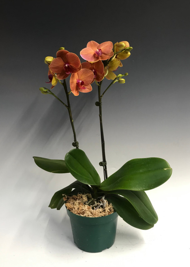 0776a27c-6420-4ac0-b92d-0f518ae883ba