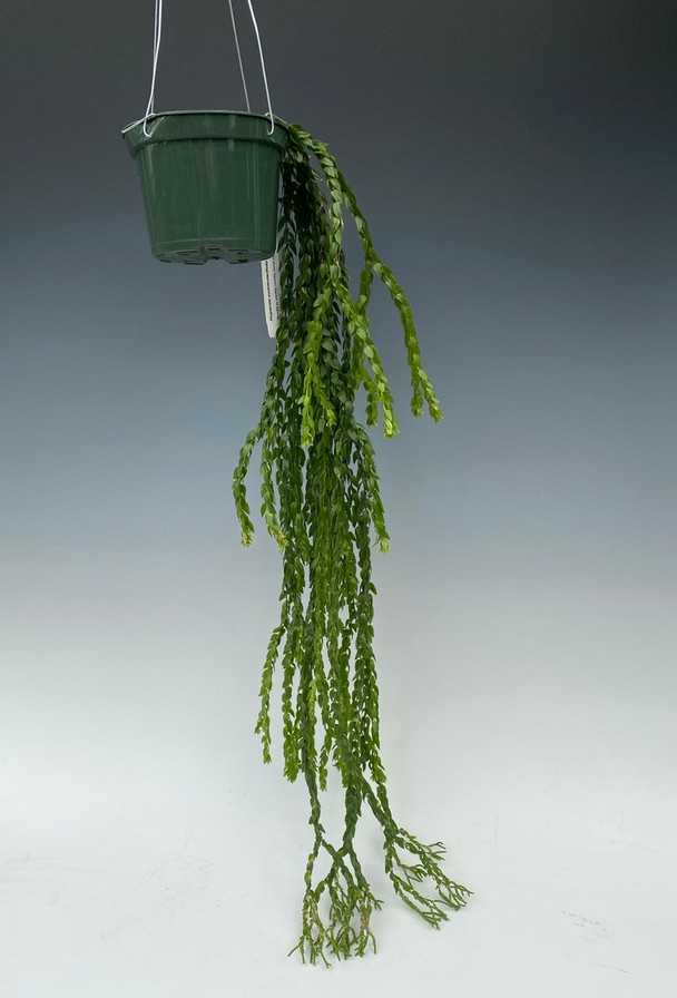 bab3843e-8041-4b88-aa37-46f8630169da