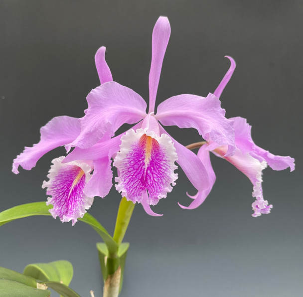 Cattleya Maximum Lust (maxima var. coerulea 'Petite Blue Dancer' x