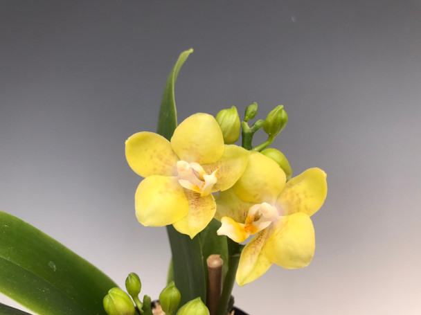 4a81bc62-8e0e-491a-9200-6020066005ab