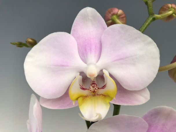 Phal. Angel Eyes (Multi-floral Type) - OrchidWeb