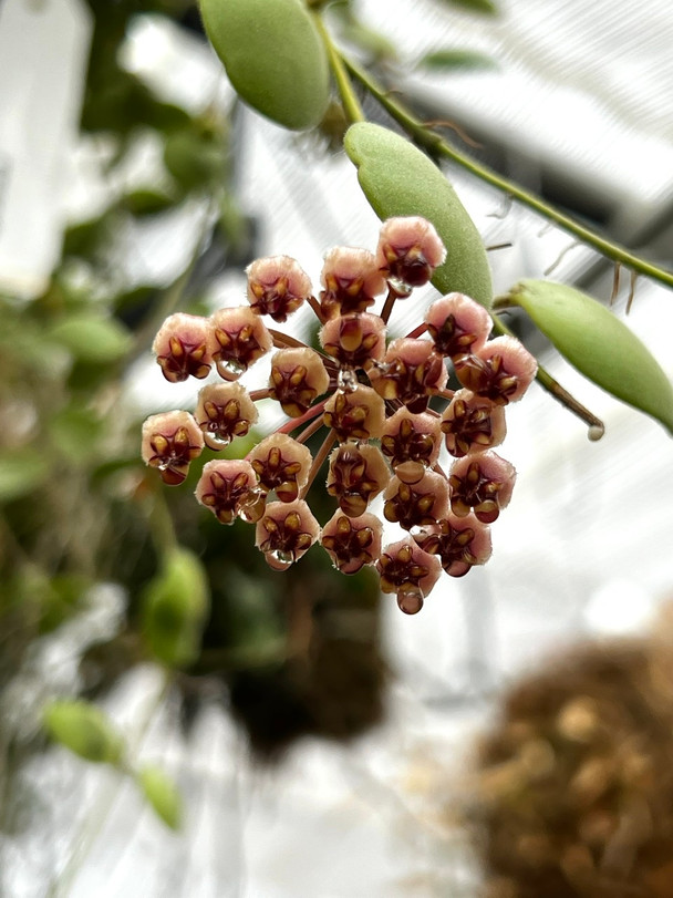 Hoya brevialata - wax plant/porcelain flower - OrchidWeb