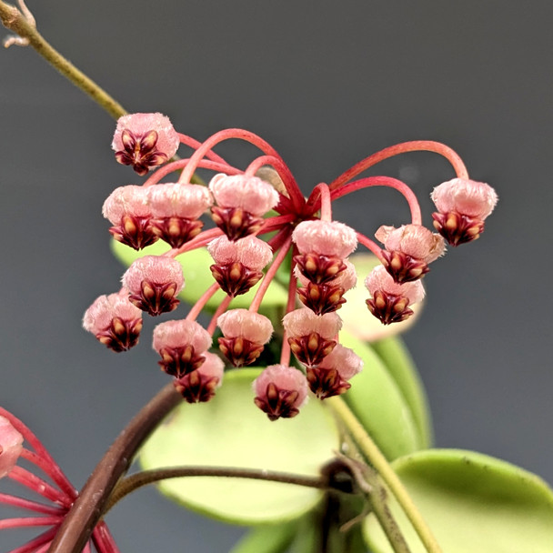 Hoya brevialata - wax plant/porcelain flower - OrchidWeb