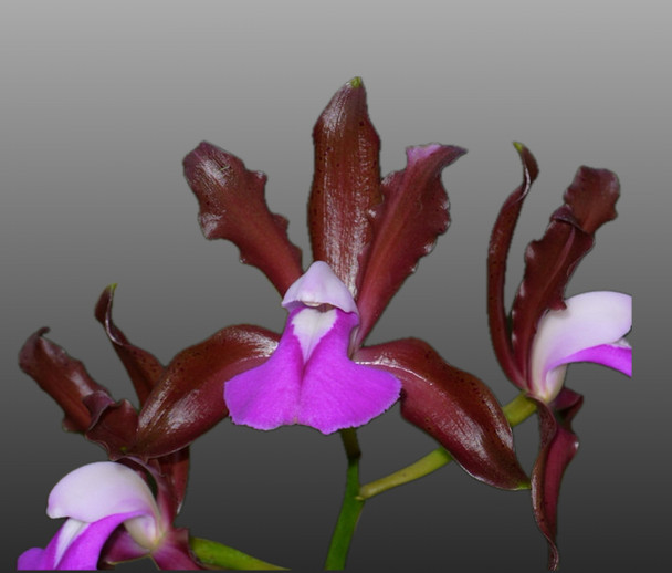 235b0aae-9d61-4a73-97b9-7ed75146361a