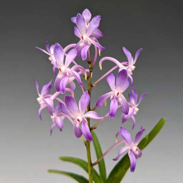 Neostylis Lou Sneary (N. falcata 'Shutennou' x Rhy. coelestis