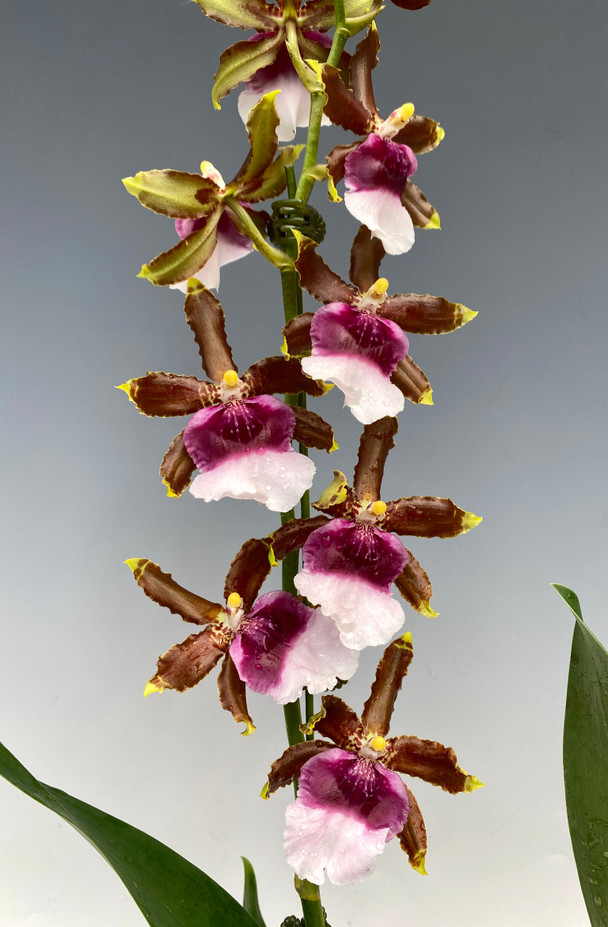 Onc. Witch's Jewels 'Ivory Lips' (Reversion x Ron's Rippling