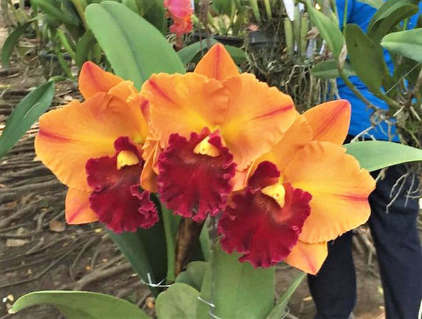 Rlc. Yingluck Smile 'Heart of Gold' (Rlc. Liu's Joyance x Rlc