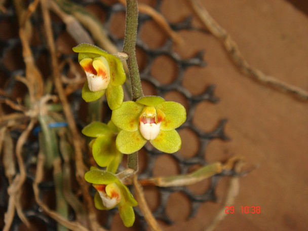 chiloschista parishii var sakura コルク原種 Chiloschista parishii 