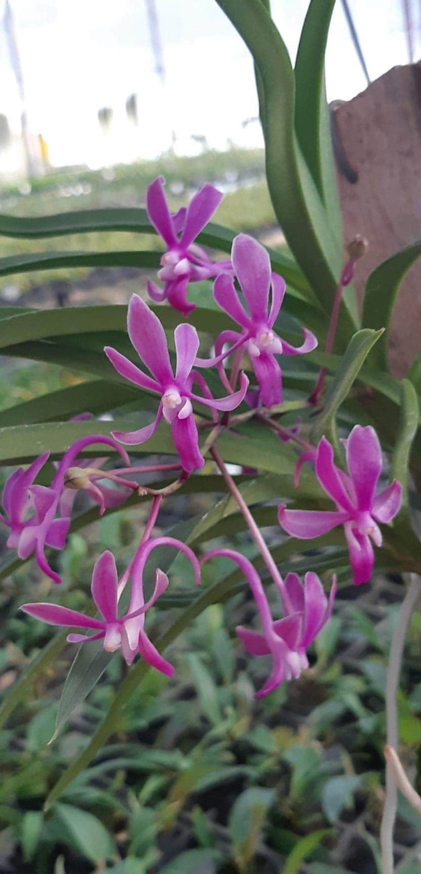 Neofinetia falcata x (Neost. Lou Sneary x Ascd. Mungkud) - OrchidWeb