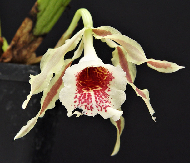 baca9528-677d-4da9-956a-eb1e182ecb3d