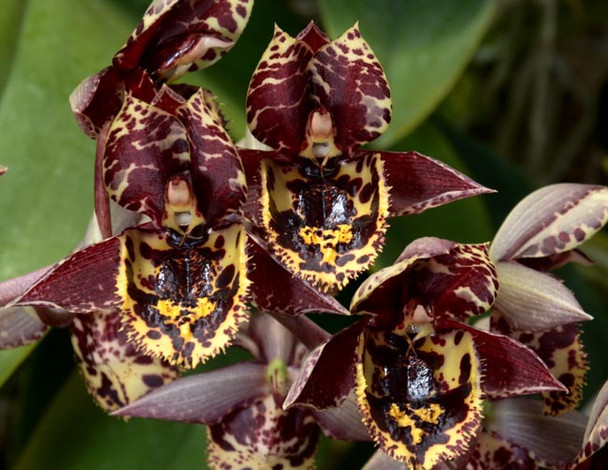 Unique Catasetum Species and Hybrids