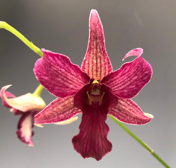 botanicalさま Dendrobium Hawaii Spectacular (Big Alex x spectabile
