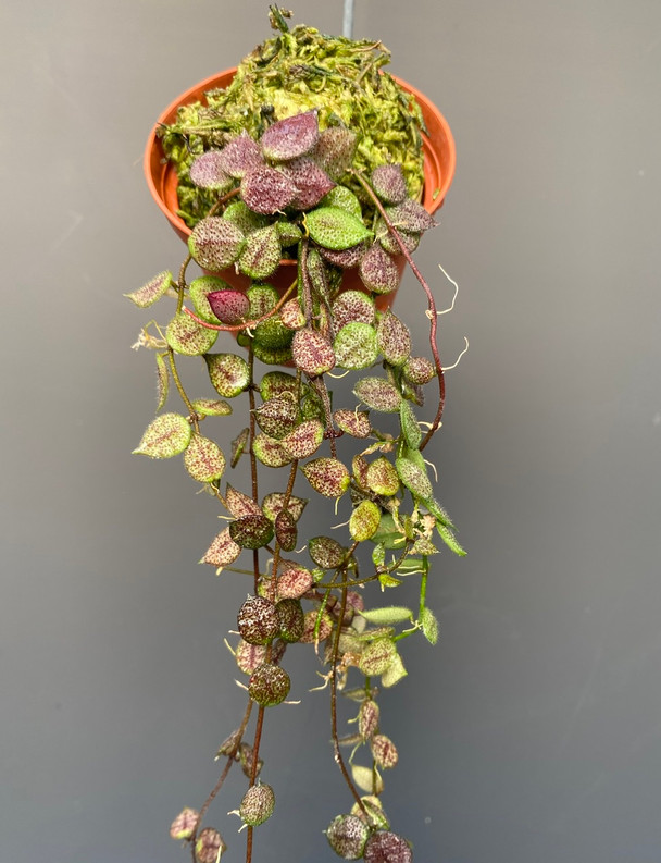 Dischidia hirsuta 'Red Leaf'